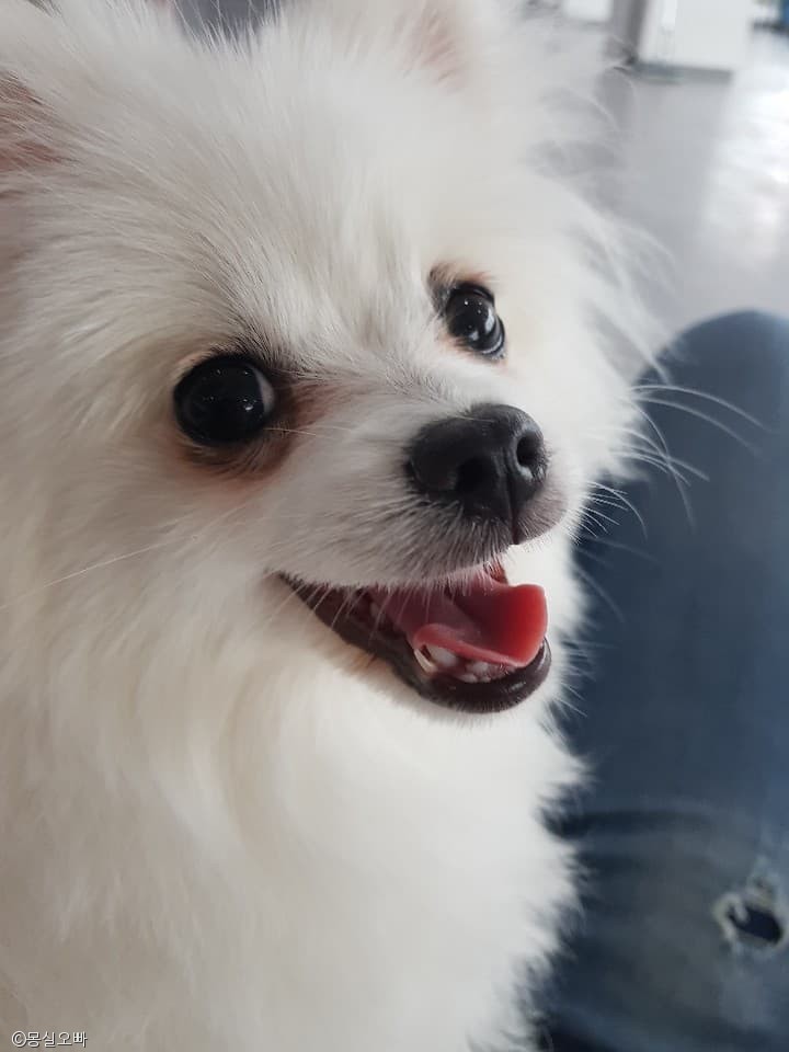 노트펫
