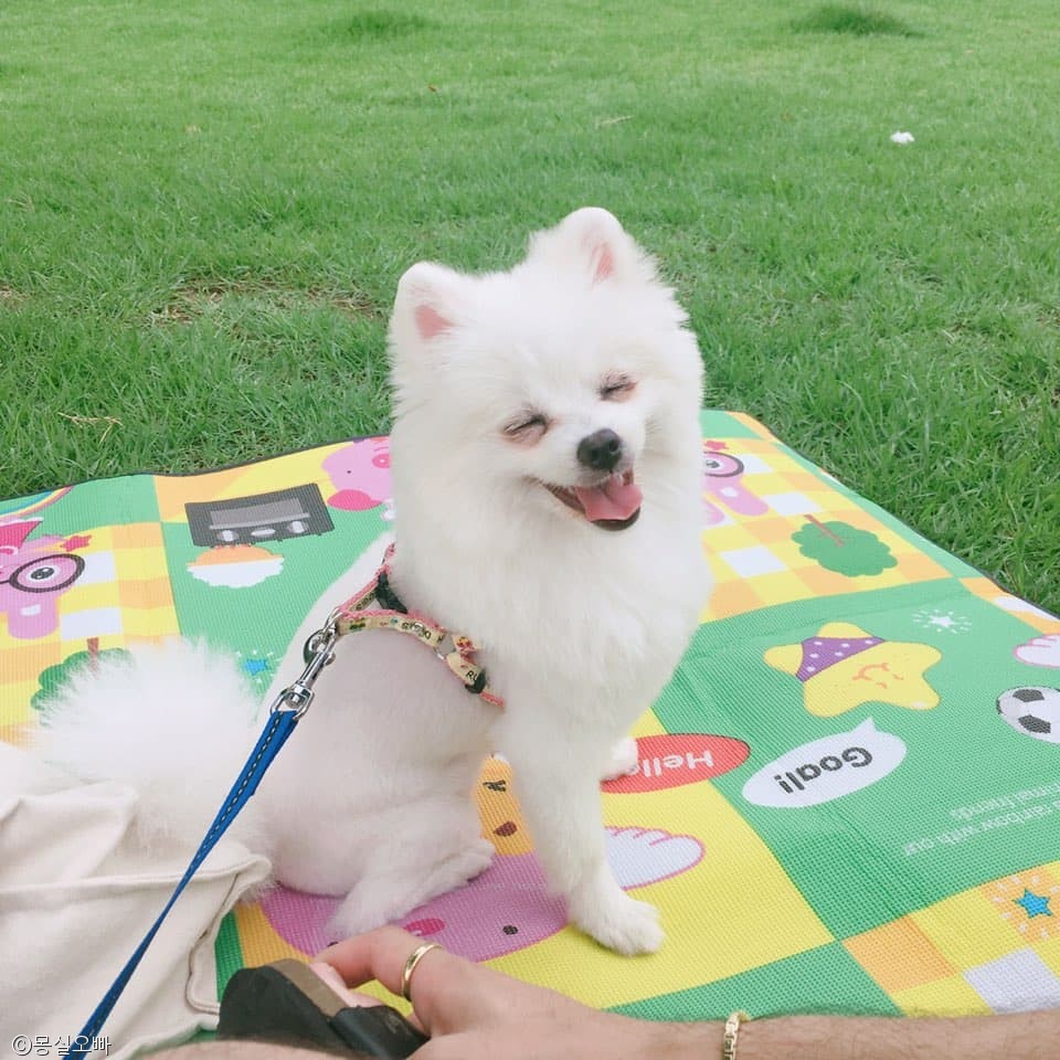 노트펫