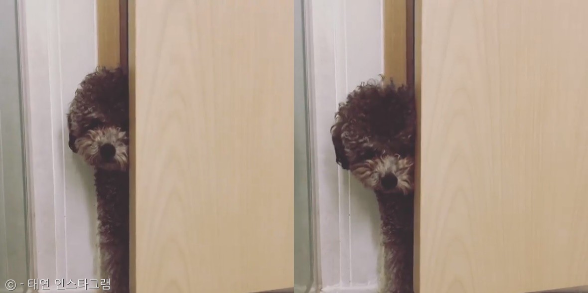 노트펫