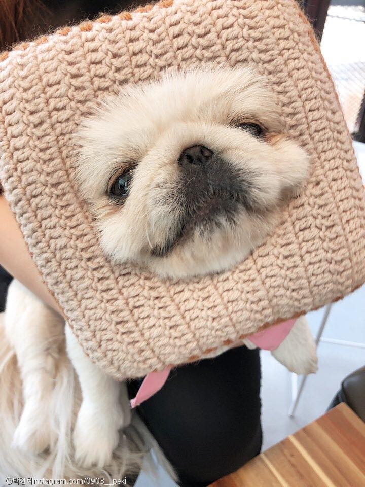 노트펫