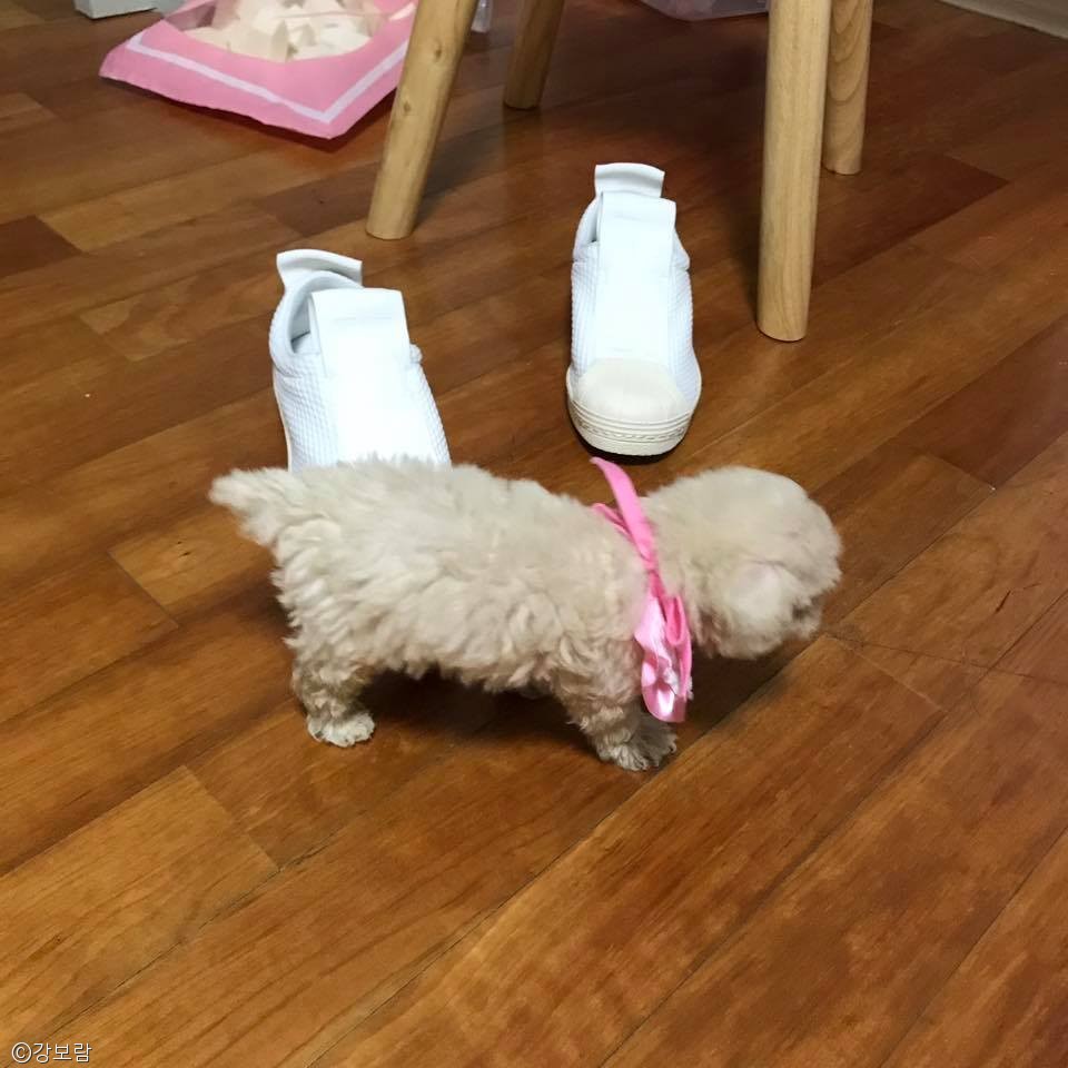 노트펫