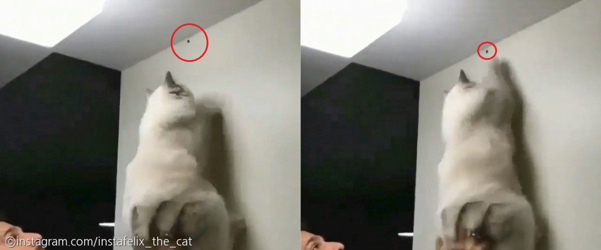 노트펫