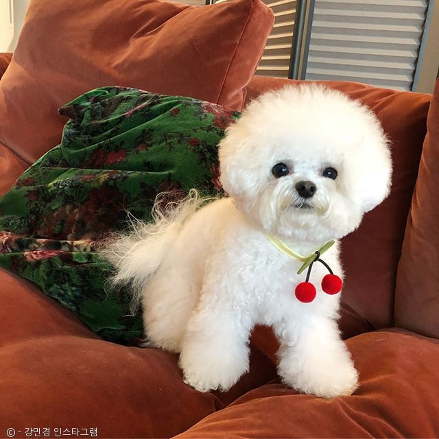 노트펫