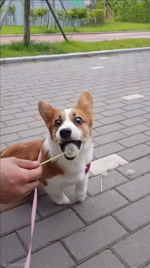노트펫