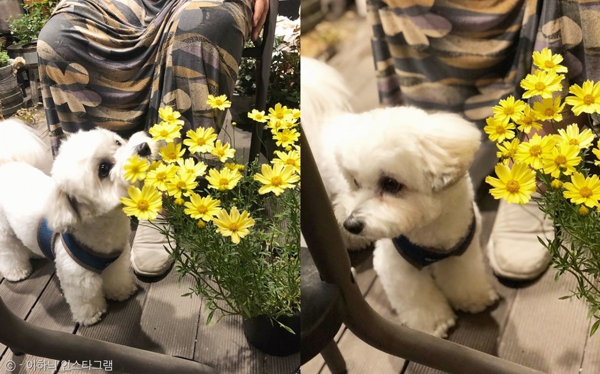노트펫