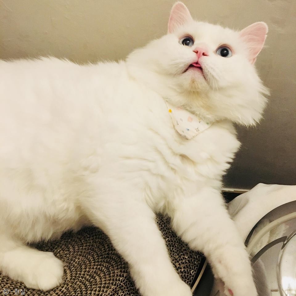 노트펫