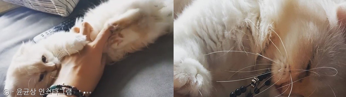 노트펫
