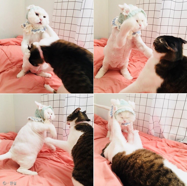 노트펫