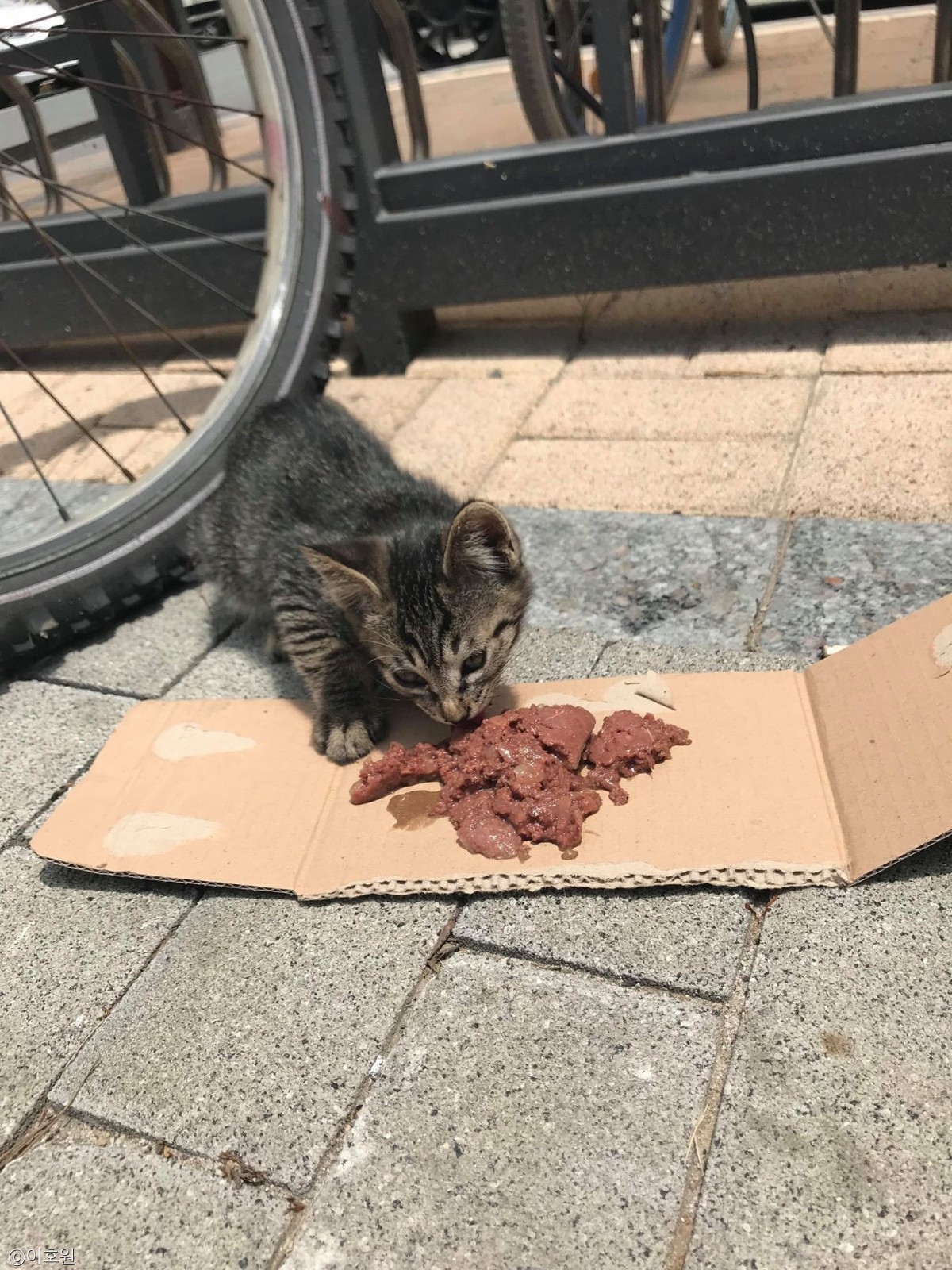 노트펫