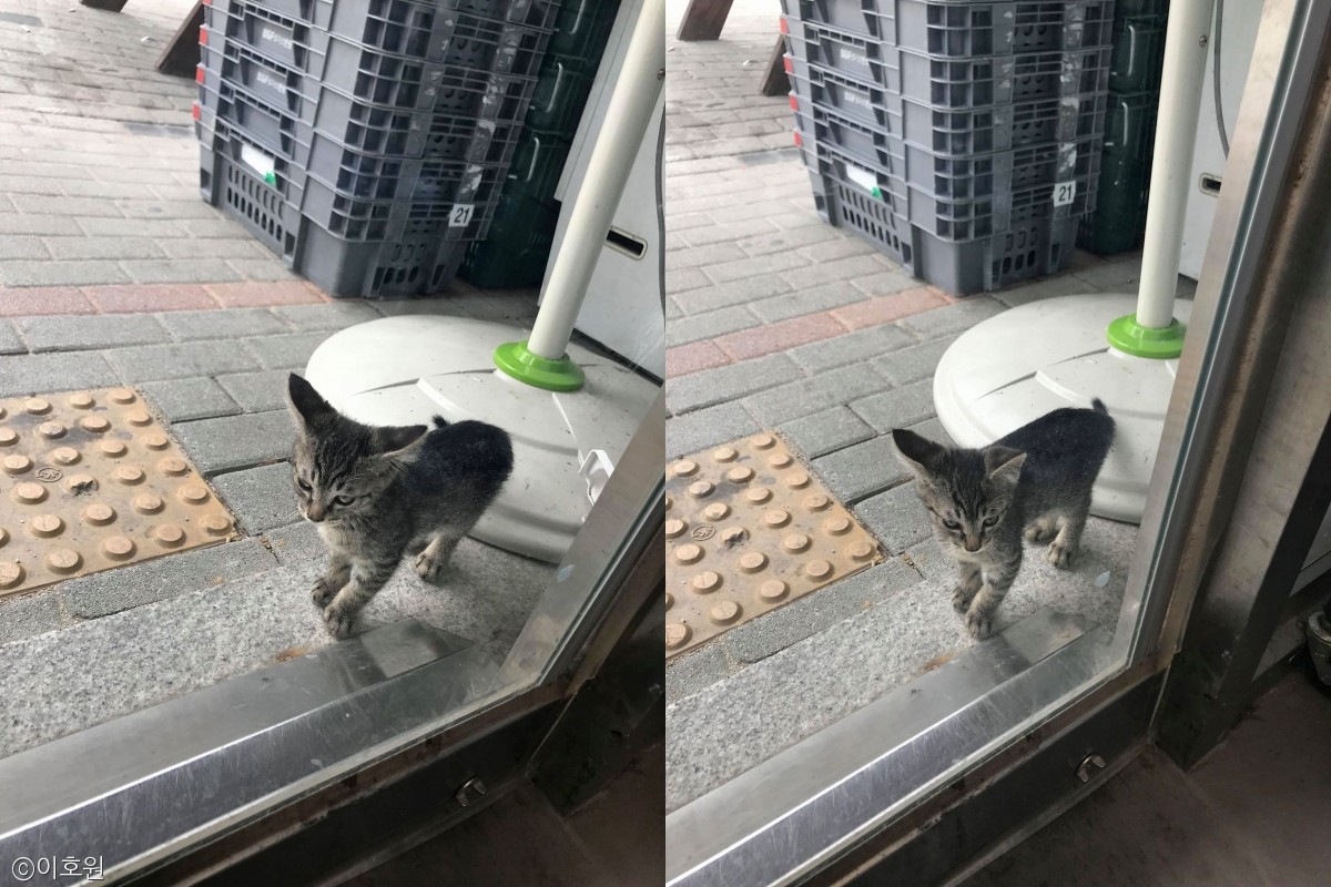 노트펫