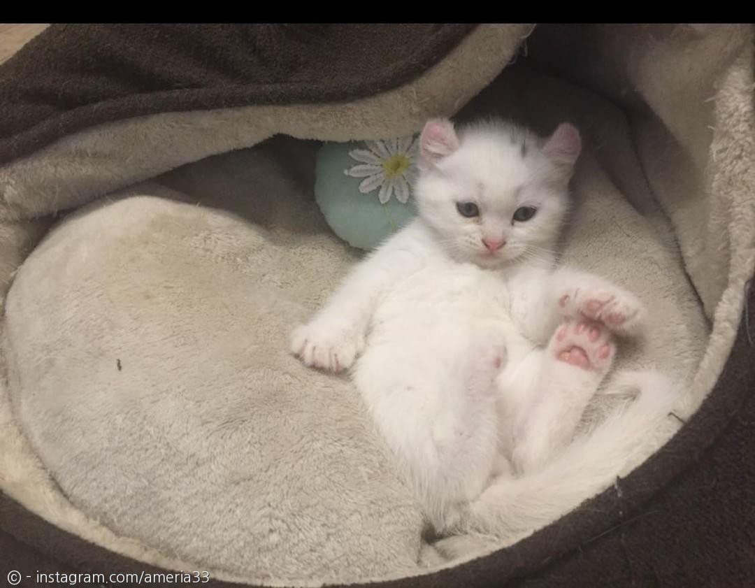 노트펫
