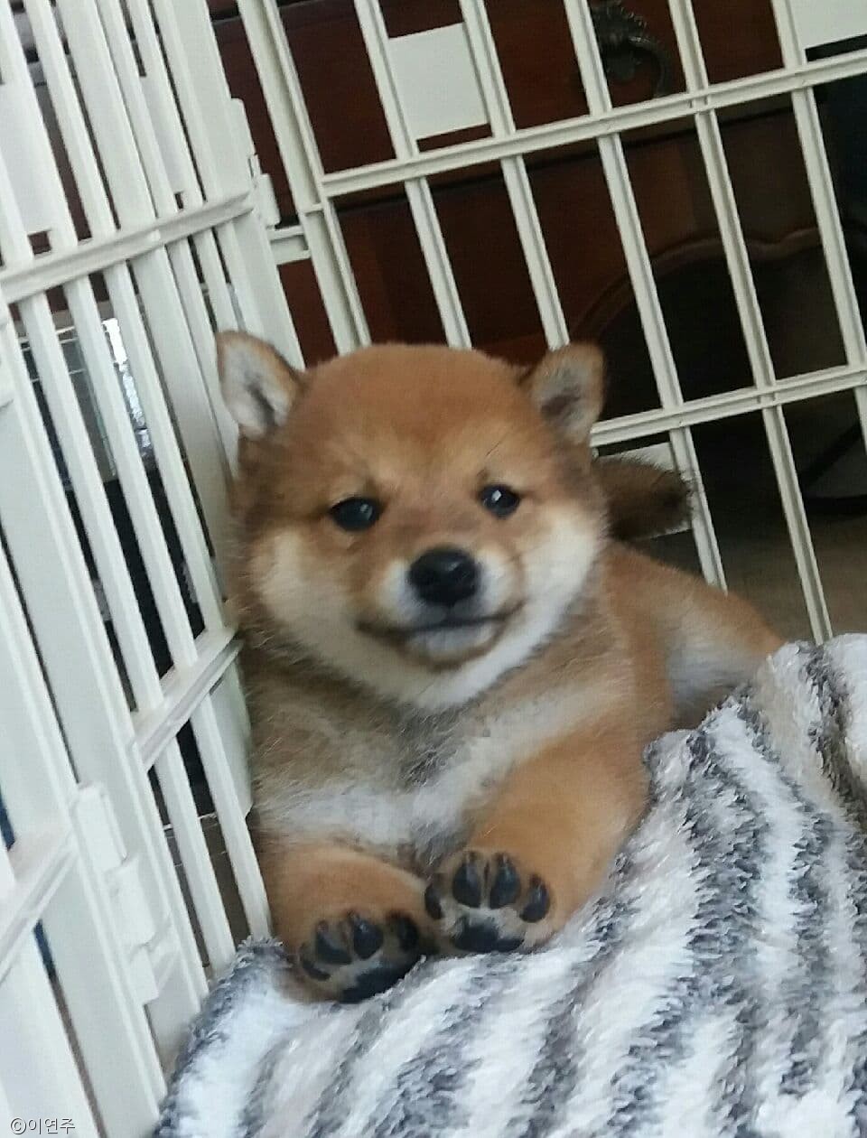 노트펫
