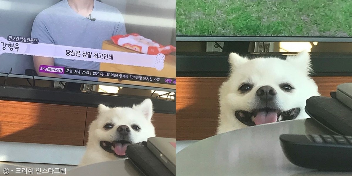 노트펫
