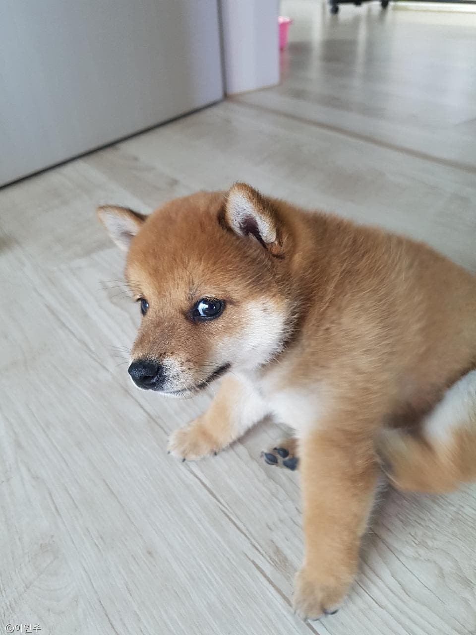 노트펫