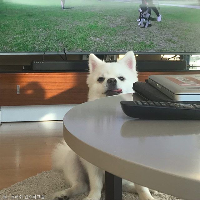 노트펫