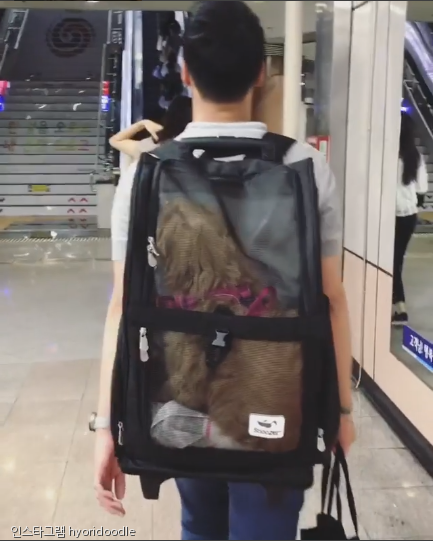 노트펫