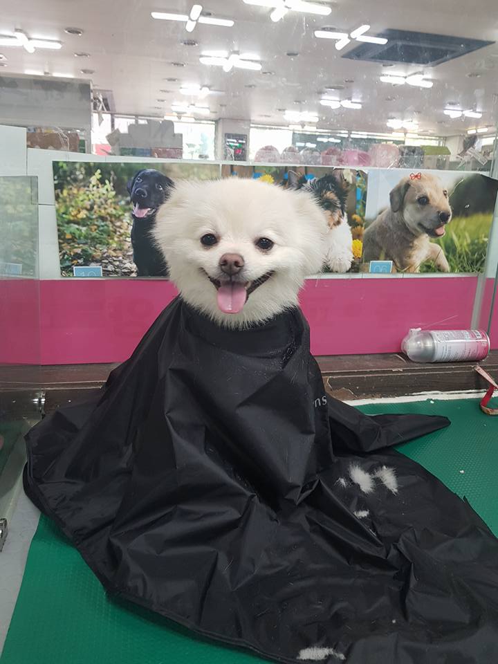 노트펫