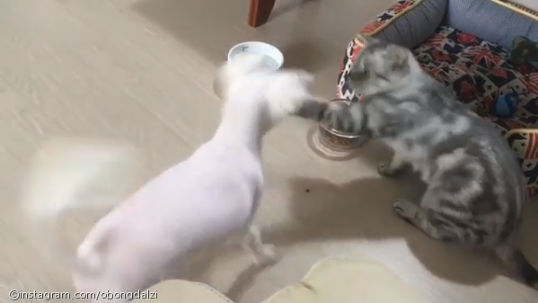 노트펫