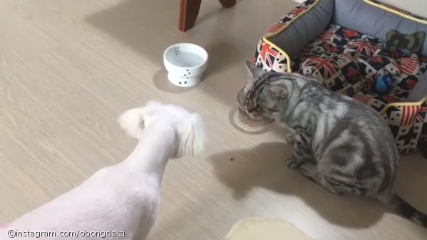 노트펫