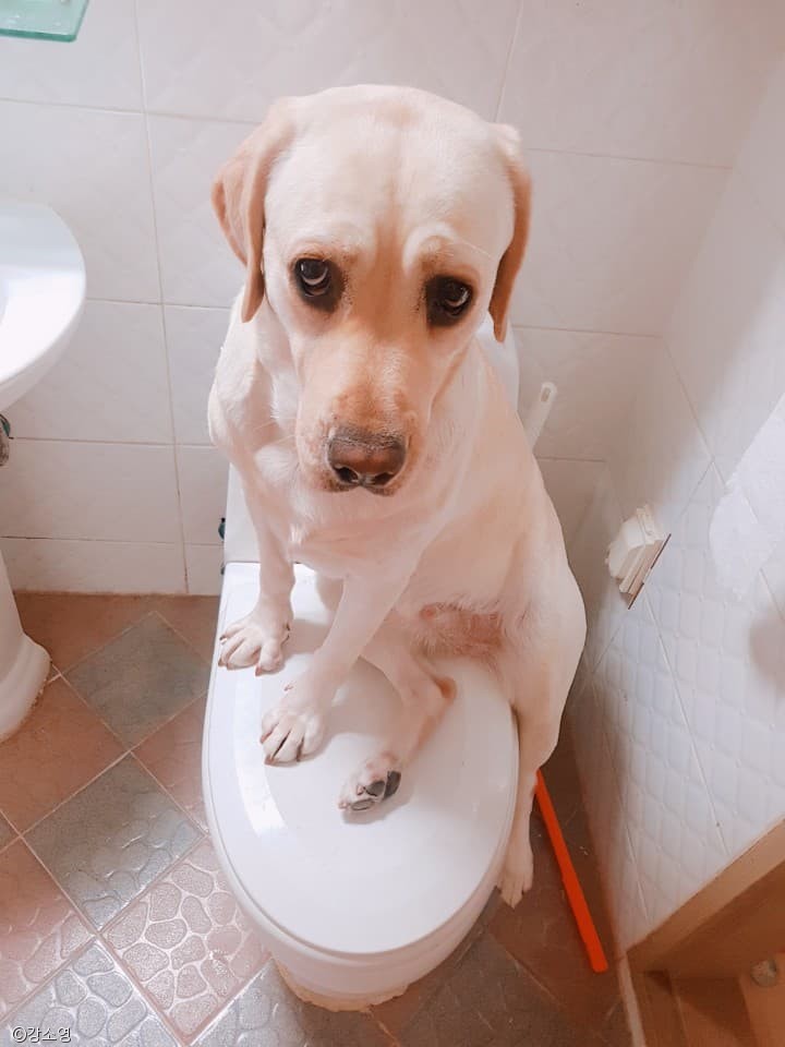 노트펫