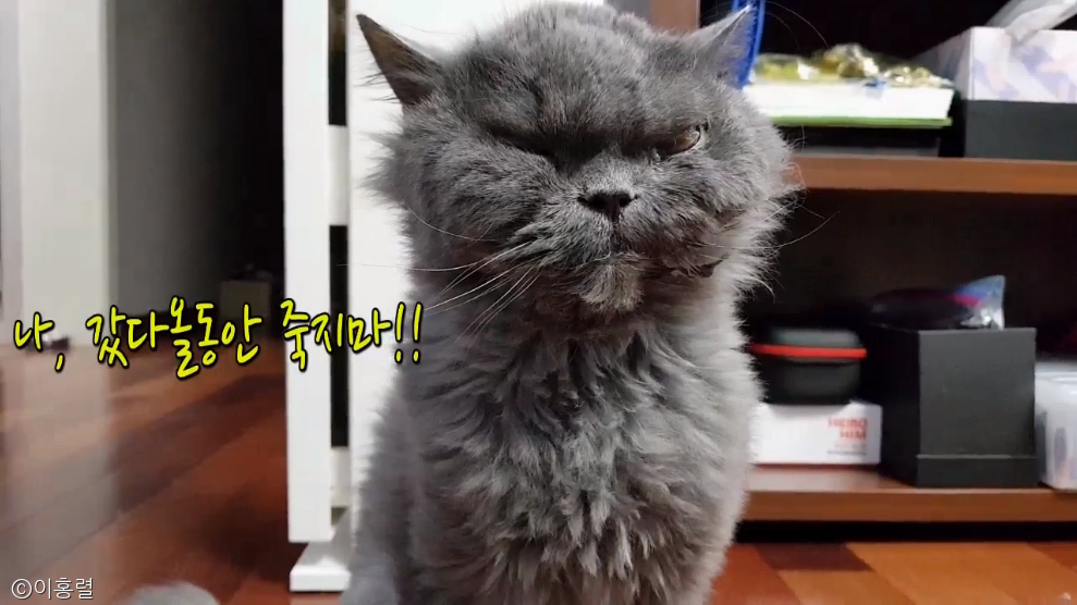 노트펫