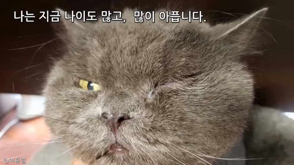 노트펫