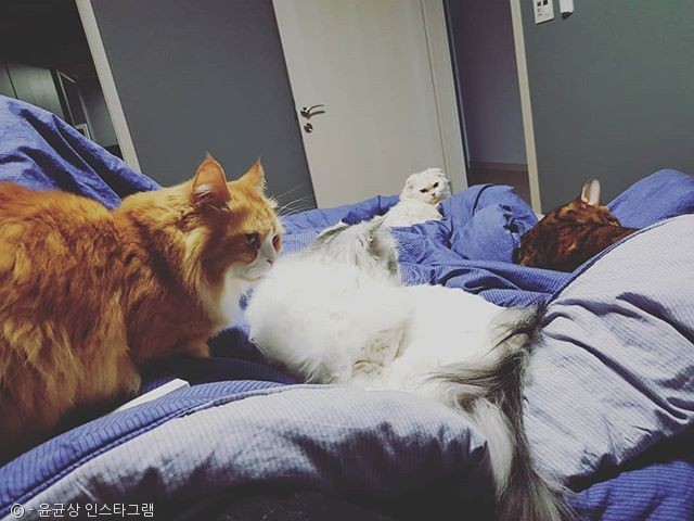 노트펫