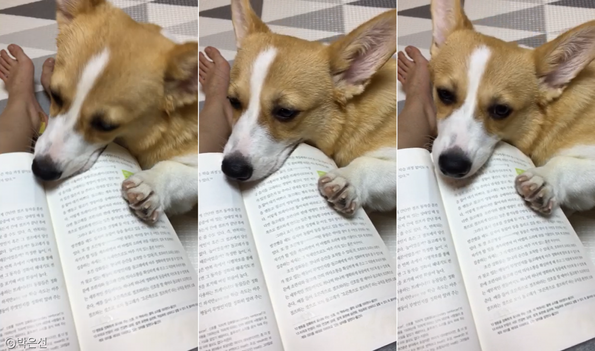 노트펫