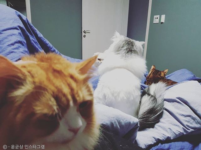 노트펫
