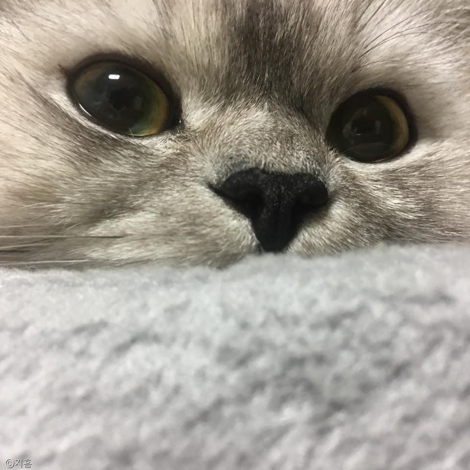 노트펫