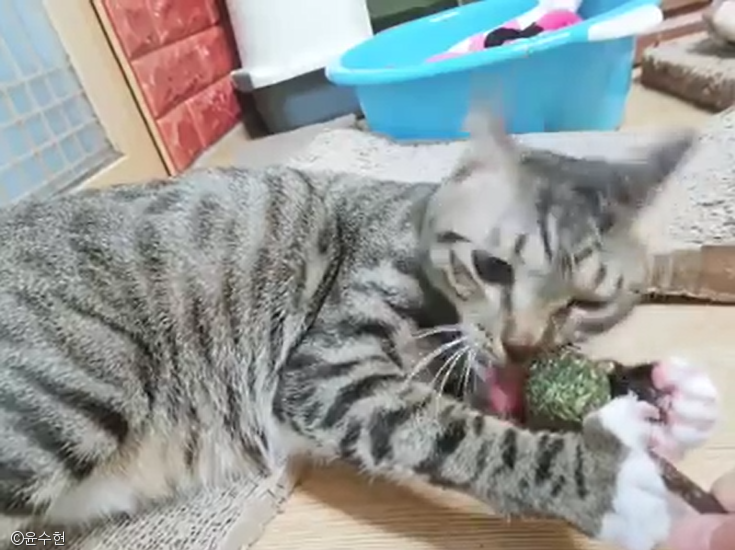 노트펫