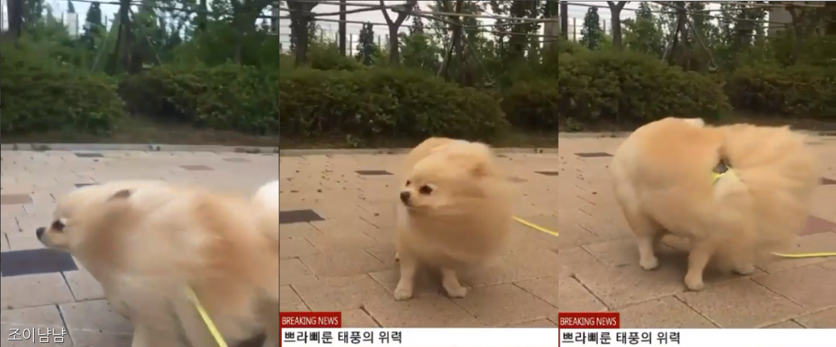노트펫