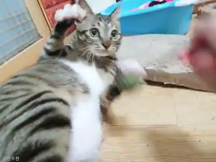 노트펫