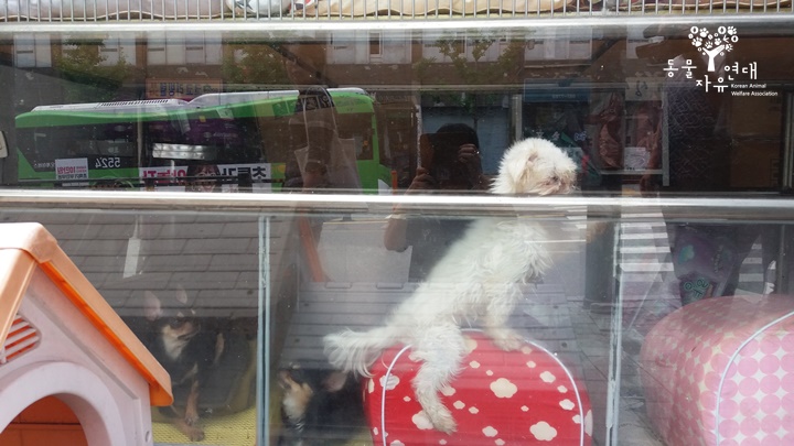 노트펫