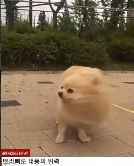 노트펫