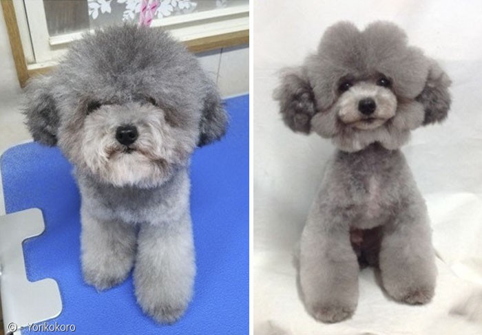 노트펫