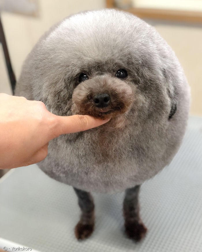 노트펫