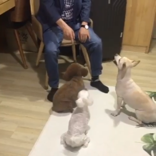 노트펫