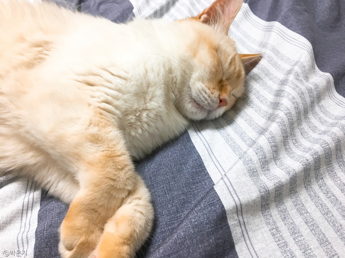노트펫