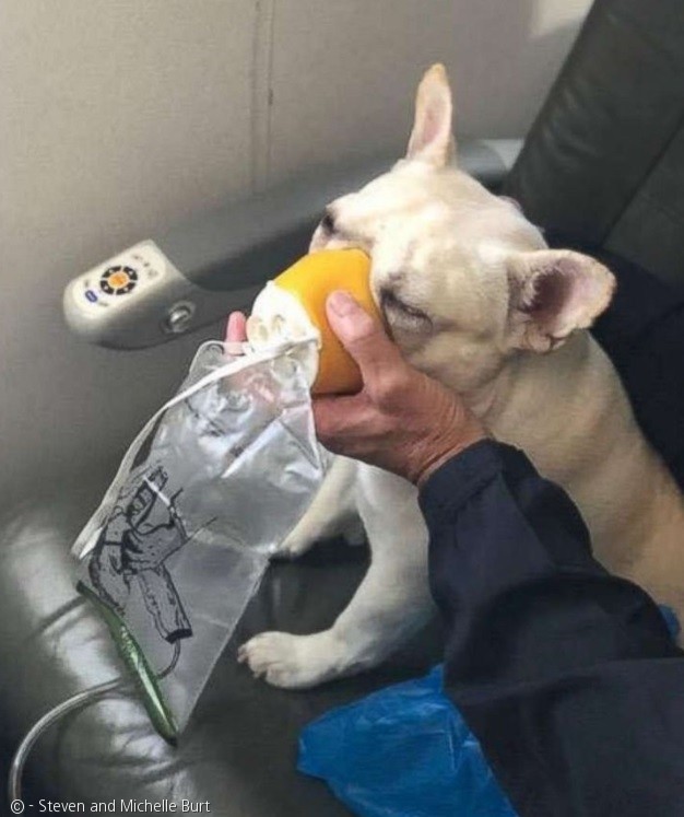 노트펫