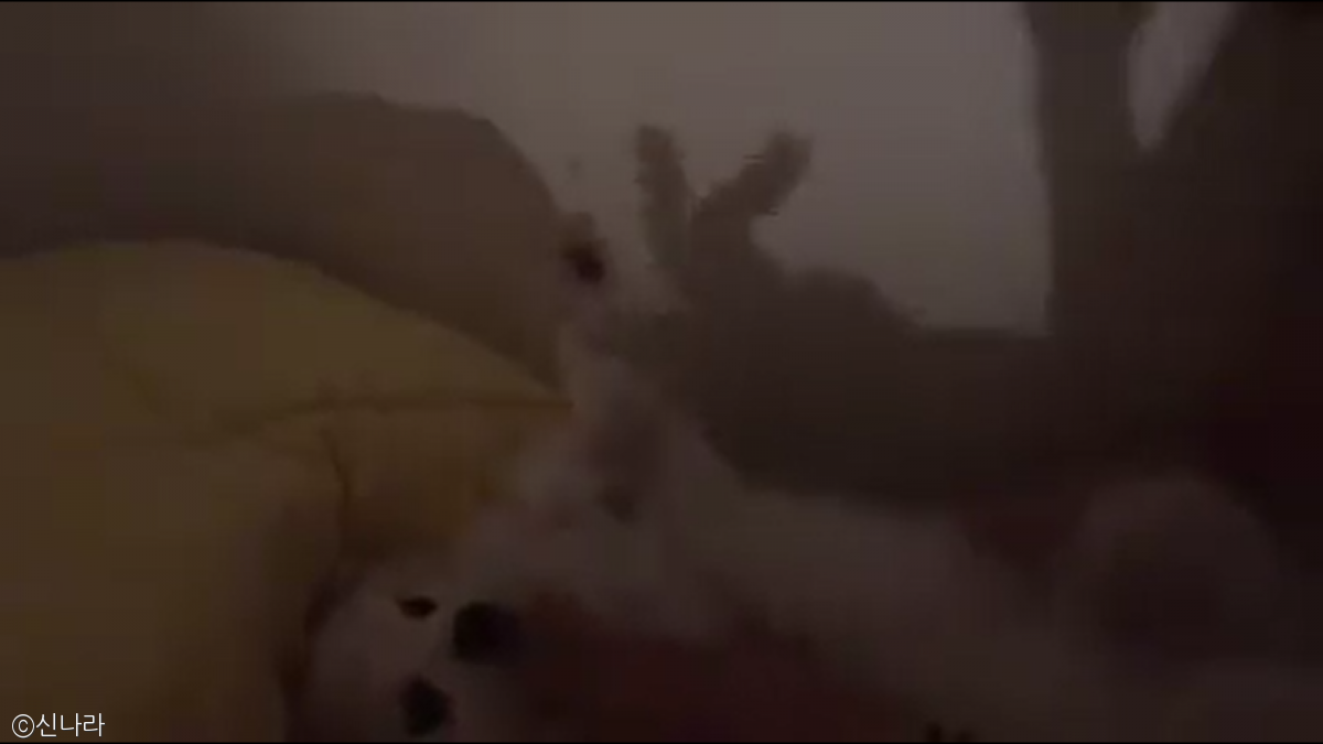 노트펫