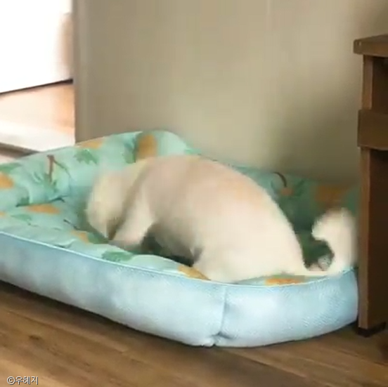노트펫