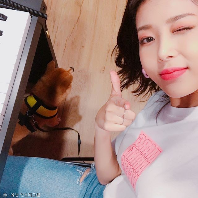 노트펫