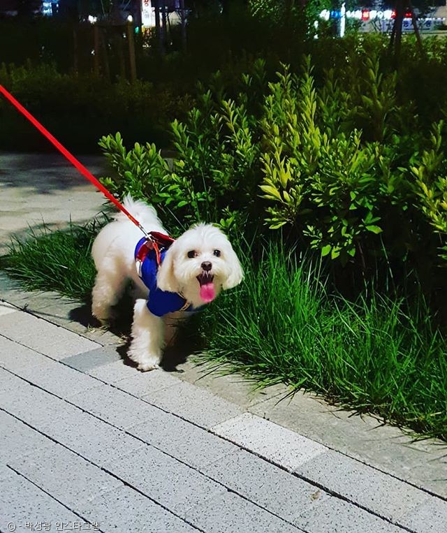 노트펫