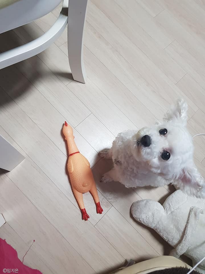 노트펫