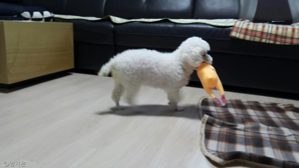 노트펫