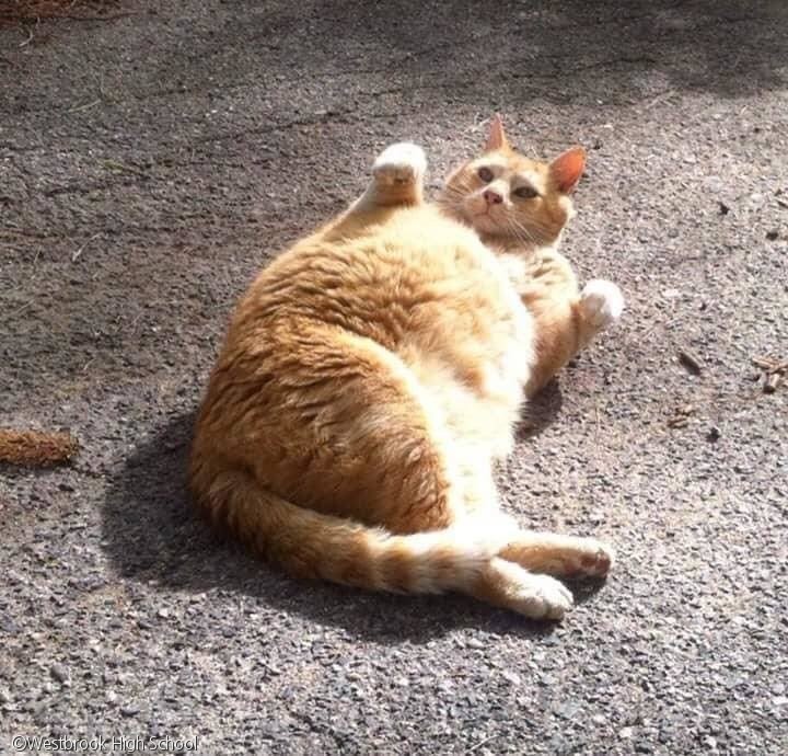 노트펫