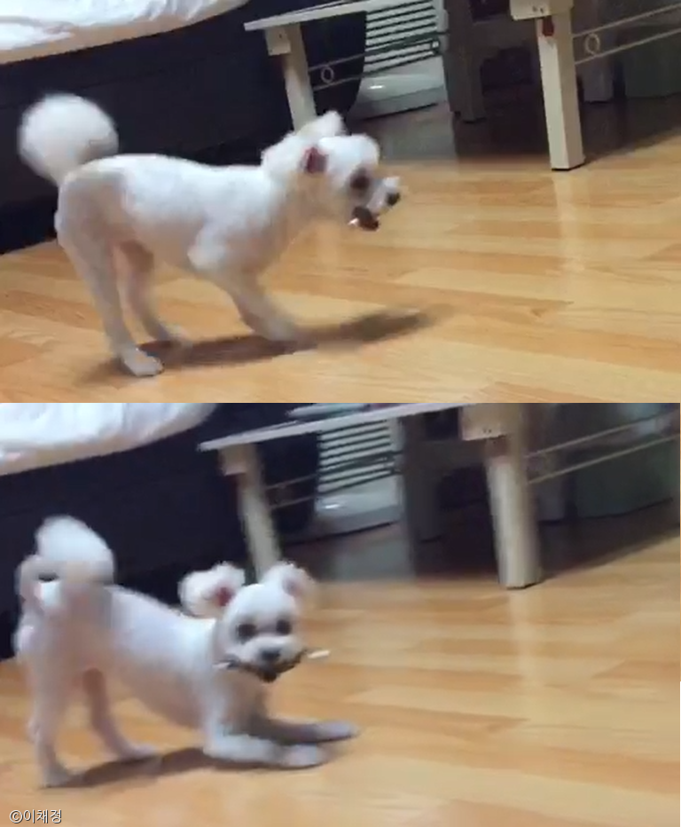 노트펫
