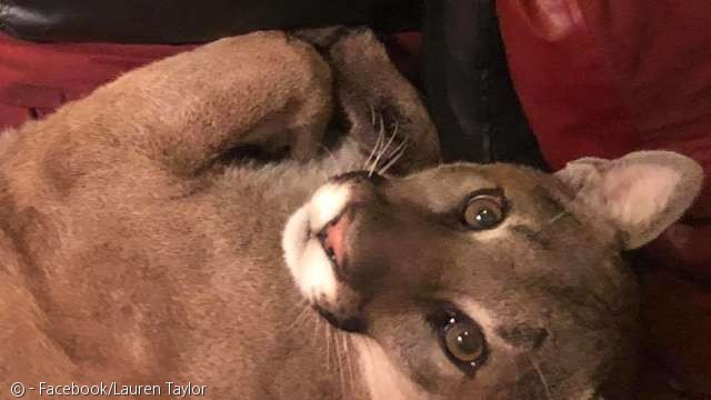 노트펫