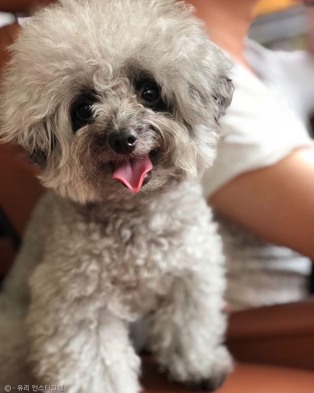 노트펫